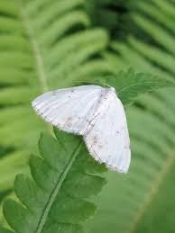 Attēlu rezultāti vaicājumam “Lomographa bimaculata”
