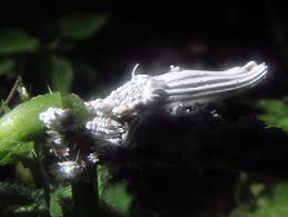 Attēlu rezultāti vaicājumam “Orthezia urticae”