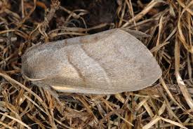 Attēlu rezultāti vaicājumam “Cribraria rubiginosa macro”