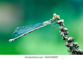 Attēlu rezultāti vaicājumam “Chalcolestes viridis”