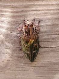 Attēlu rezultāti vaicājumam “Chalcophora mariana”