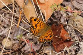 Attēlu rezultāti vaicājumam “Lasiommata megera”