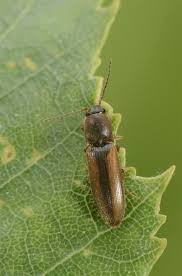 Attēlu rezultāti vaicājumam “Dalopius marginatus”