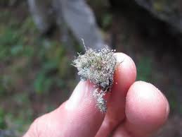 Attēlu rezultāti vaicājumam “Chaenotheca laevigata”