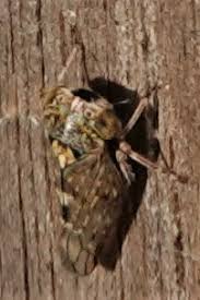 Attēlu rezultāti vaicājumam “Paramesus obtusifrons”