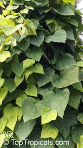 Attēlu rezultāti vaicājumam “Menispermum dauricum fruit”