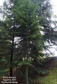 Attēlu rezultāti vaicājumam “Abies mariesii”