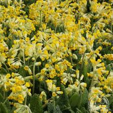 Attēlu rezultāti vaicājumam “Primula veris var. rubra”