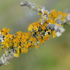Attēlu rezultāti vaicājumam “Xanthoria polycarpa”