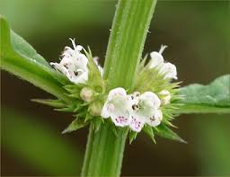 Attēlu rezultāti vaicājumam “Lycopus europaeus flower”