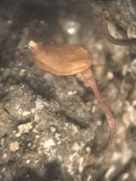 Attēlu rezultāti vaicājumam “Buxbaumia aphylla”