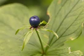 Attēlu rezultāti vaicājumam “Paris quadrifolia fruit”
