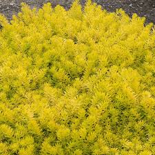 Attēlu rezultāti vaicājumam “Sedum rupestre leaf”