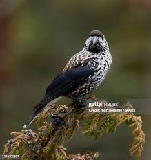 Image result for Nucifraga caryocatactes