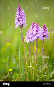 Attēlu rezultāti vaicājumam “Dactylorhiza maculata flower”
