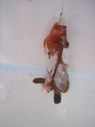 Image result for Cymatoceps nasutus