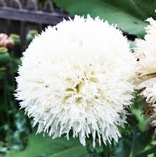 Image result for Papaver somniferum White Cloud