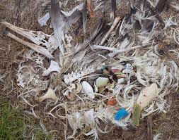 Image result for albatross dead chick