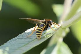 Attēlu rezultāti vaicājumam “Tenthredo scrophulariae larva”