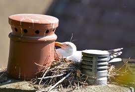 Attēlu rezultāti vaicājumam “Larus argentatus nest”