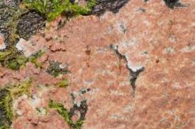 Attēlu rezultāti vaicājumam “Gloeoporus taxicola”