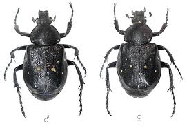 Attēlu rezultāti vaicājumam “Gnorimus variabilis”