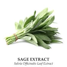 Attēlu rezultāti vaicājumam “Salvia officinalis leaf”