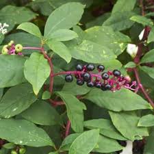 Attēlu rezultāti vaicājumam “Hydrocharis morsus-ranae fruit”
