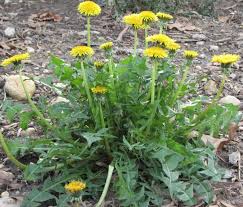 Image result for diente de leon