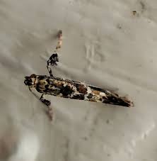 Attēlu rezultāti vaicājumam “Gracillaria syringella”