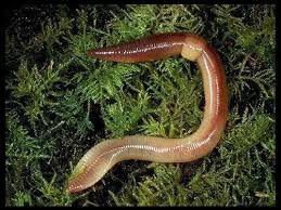 Attēlu rezultāti vaicājumam “Lumbricidae”