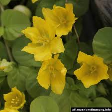 Attēlu rezultāti vaicājumam “Lysimachia nummularia flower”