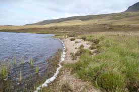 Attēlu rezultāti vaicājumam “Bayeriola thymicola”