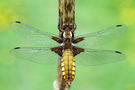 Attēlu rezultāti vaicājumam “Libellula depressa female”