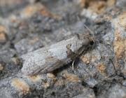 Attēlu rezultāti vaicājumam “Eana incanana”