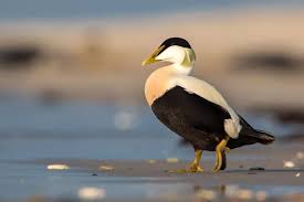 Attēlu rezultāti vaicājumam “Somateria mollissima male”