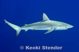 Image result for Carcharhinus galapagensis