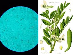 Attēlu rezultāti vaicājumam “Vicia faba leaf”