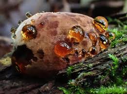 Attēlu rezultāti vaicājumam “Collaria rubens spores”