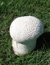 Attēlu rezultāti vaicājumam “Calvatia utriformis”