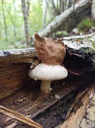 Attēlu rezultāti vaicājumam “Asterophora lycoperdoides”