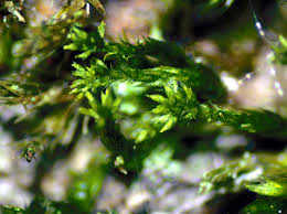 Attēlu rezultāti vaicājumam “Platygyrium repens”