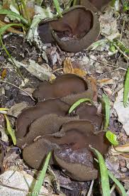 Attēlu rezultāti vaicājumam “Peziza badia”