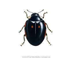 Attēlu rezultāti vaicājumam “Coccinella hieroglyphica”