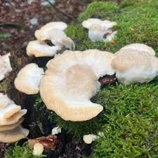 Attēlu rezultāti vaicājumam “Climacocystis borealis”