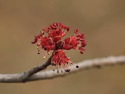 Attēlu rezultāti vaicājumam “Acer rufinerve flower”