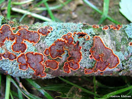 Attēlu rezultāti vaicājumam “Hymenochaete tabacina”