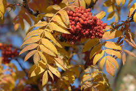 Attēlu rezultāti vaicājumam “Sorbus aucuparia fruit”