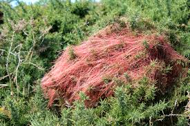 Attēlu rezultāti vaicājumam “Cuscuta epithymum subsp. trifolii”