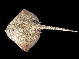 Image result for Raja clavata